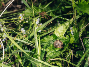 Schnecke in Wiese