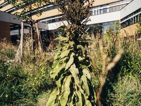 Biodiversitätswiese beim UBB