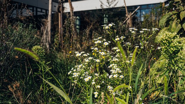 Biodiversitätswiese beim UBB