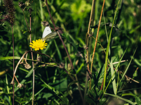 Schmetterling auf Blume