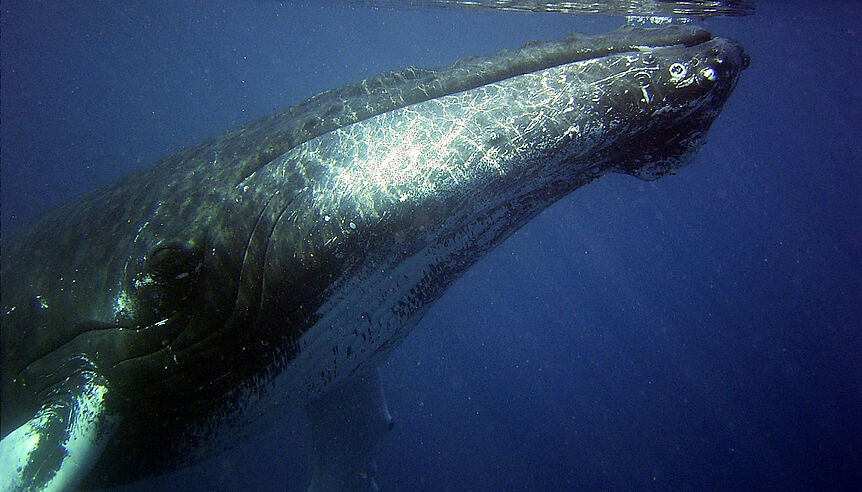 Kopf eines Buckelwals unterwasser