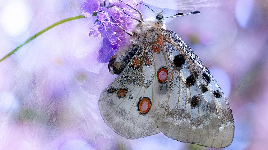 Apollofalter: Ein Schmetterling, der aufgrund der Biodiversitätskrise immer seltener vorkommt.