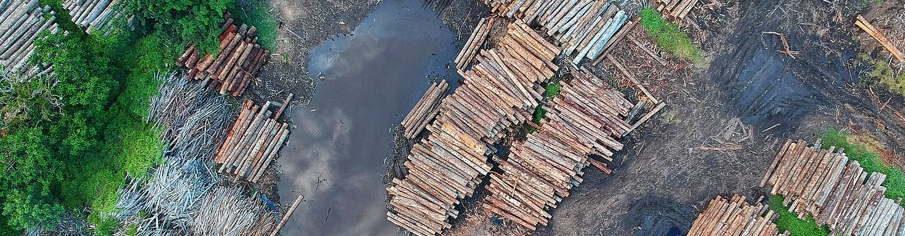 Foto von umgeschnittenen Bäumen in überflutetem Gebiet. © pexels/pok rie
