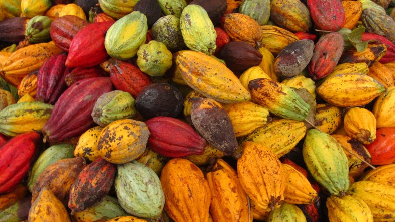 geerntete, bunde Kakaofrüchte